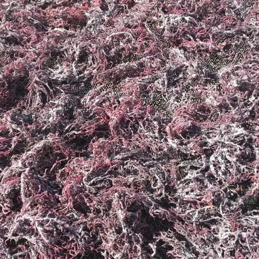 Purple Sea Moss