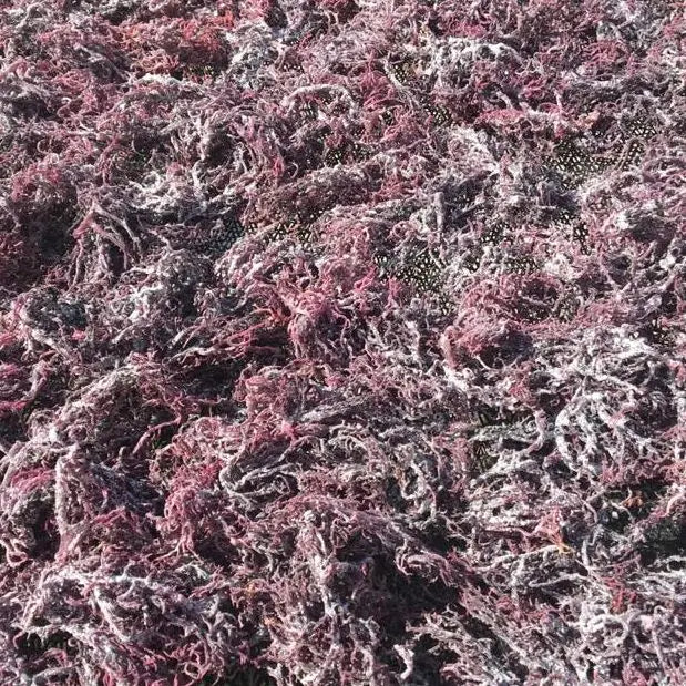 Purple Sea Moss